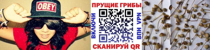 Псилоцибиновые грибы MAGIC MUSHROOMS  мориарти какой сайт  Зерноград 